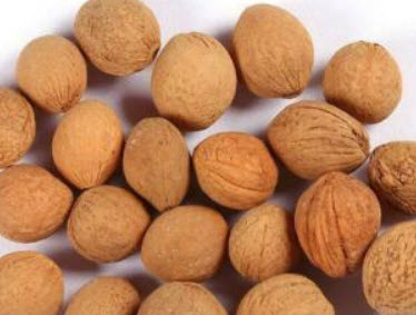 เฟื่องฟ้าบอนไซ (Bougainvillea bonsai) แดง / 100 เม็ด (นอก)