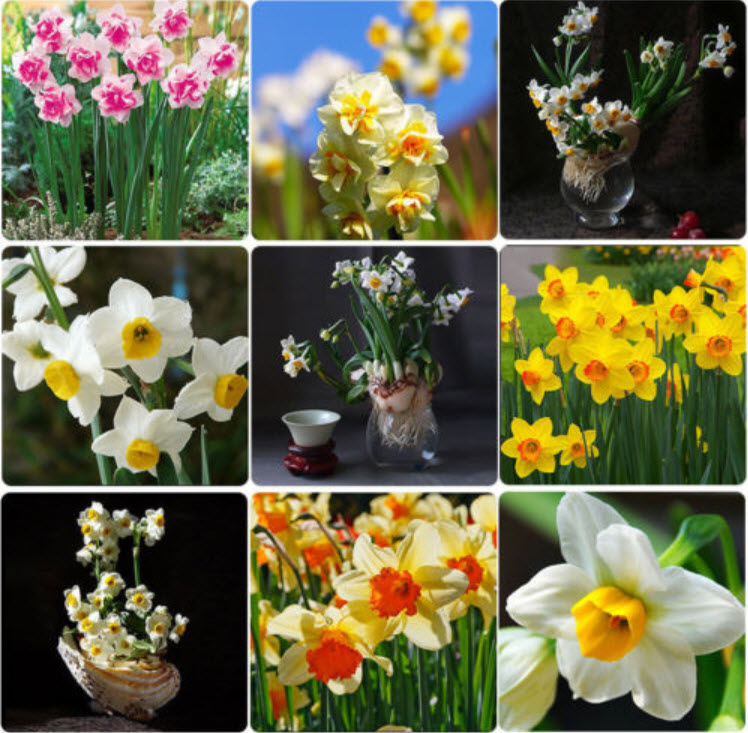 ดารารัตน์ ดูโอ (Daffodil / Narcissus Duo) คละ (A) / 400 เม็ด (China)