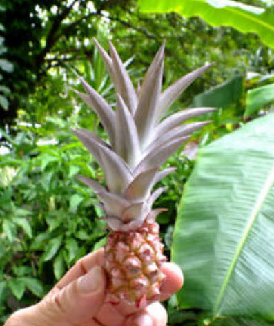 สับปะรดแคระ / 50 เม็ด