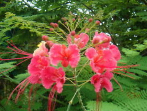 หางนกยูงไทย ดอกสีชมพู / 15 เม็ด (P2S)