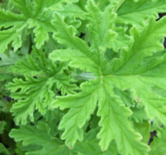 สมุนไพรไล่ยุง / 100 เม็ด (นอก)