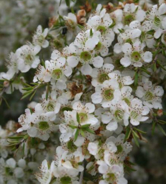 Tantoon Tea Tree / 100 เม็ด (Australia)