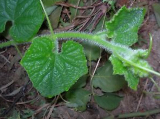 แตงหนาม/คิวาโน (Kiwano) / 10 เม็ด (UK)