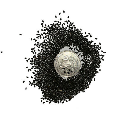 กาบหอยแครงยักษ์สีม่วง (Purple Giant Venus Flytrap) / 50 เม็ด