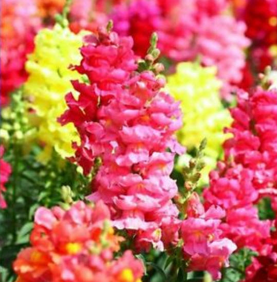 ดอกลิ้นมังกร (Snapdragon) ต้นสูง คละ / 9,500 เม็ด (UK)