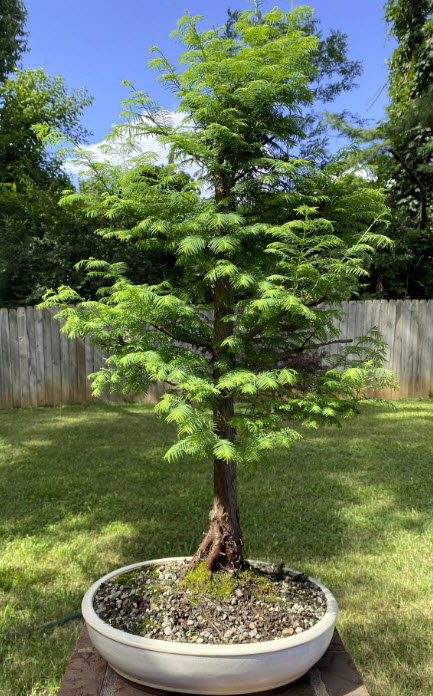 เรดวู๊ด บอนไซ (Dawn Redwood Bonsai) / 5 เม็ด (UK)*