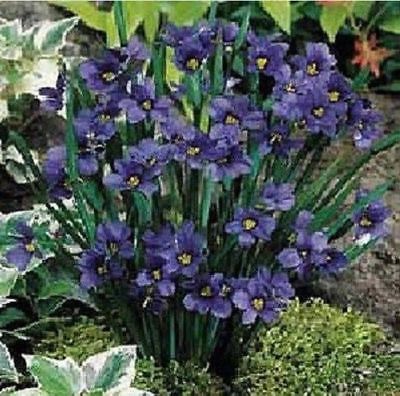 หญ้าบลูอาย (Blue-eyed grass) สีม่วง / 10 เม็ด (Russia)