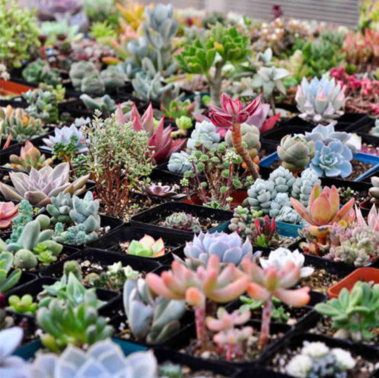 พืชอวบน้ำ (Succulents) คละ / 100 เม็ด