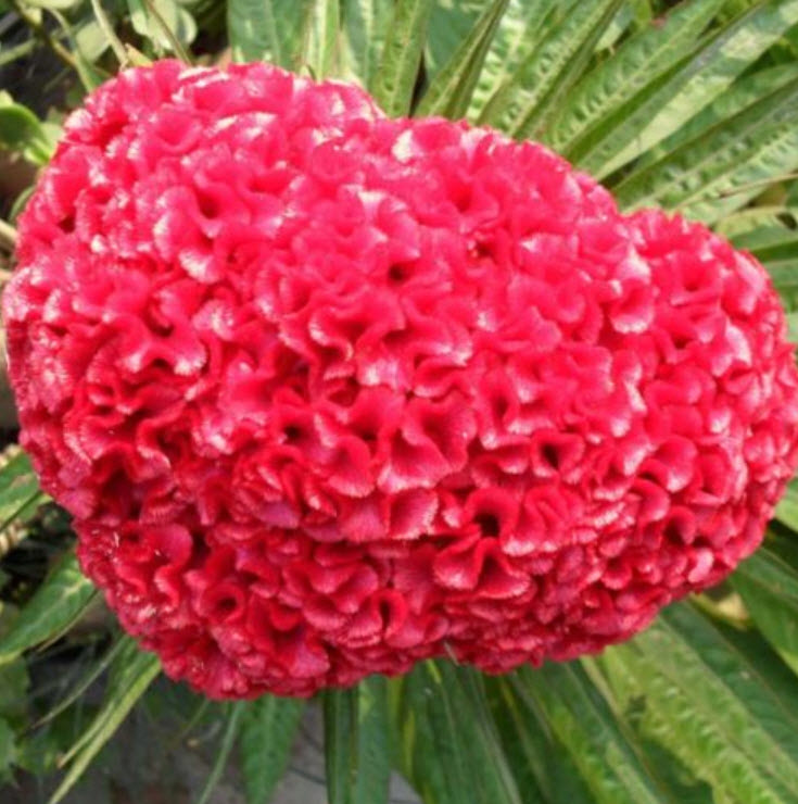 หงอนไก่ (Cockscomb) แดง / ซอง 40 เม็ด (A256)