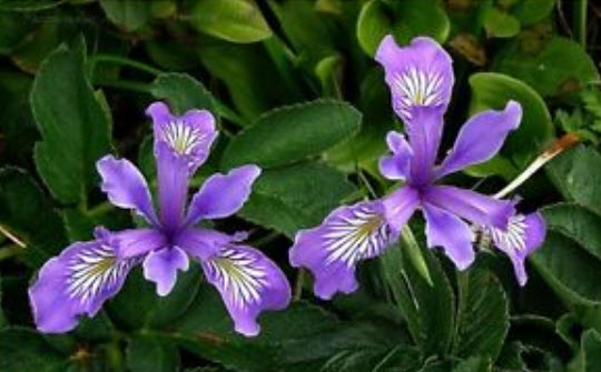 โอเรกอน ไอริส (Oregon Iris) สีม่วง / 10 เม็ด (USA)