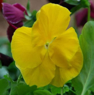 แพนซีดอกเหลือง (Pansy Swiss Giant) / 260 เม็ด (UK)