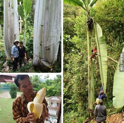 กล้วยภูเขายักษ์ (Giant Highland Banana) / เม็ด (Portugal)