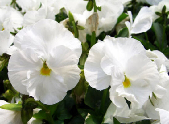 แพนซี่สวิส (Pansy Swiss - White Lady) / 260 เม็ด (UK)