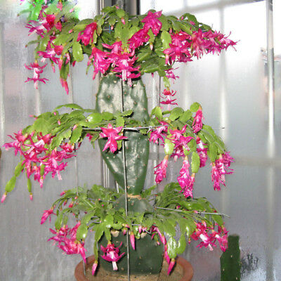 แคคตัสญี่ปุ่น สีชมพูอ่อน (light pink) / 100 เม็ด