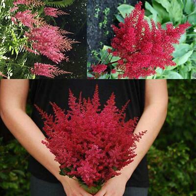 อัสดง (Astilbe) สีแดง / 50 เม็ด