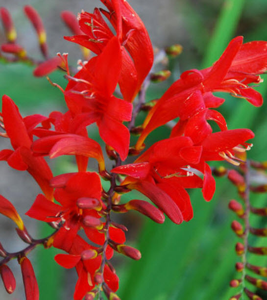 โครคอสเมียร์ ลูซิเฟอร์แดง (Crocosmia - Red Lucifer) / 50 เม็ด (UK)