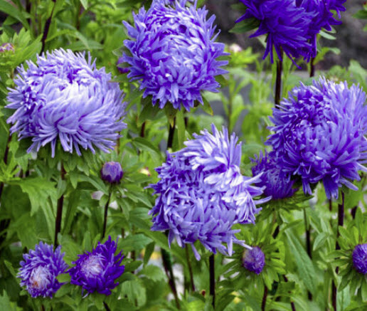 แอสเตอร์ แพฟโลว่า (Aster Pavlova) สีฟ้าเข้ม / 100 เม็ด (UK)