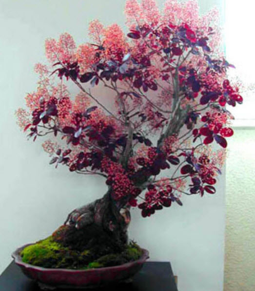 สโม๊ค บุช (Smoke Bush / Cotinus coggygria) บอนไซ / 30 เม็ด (UK)