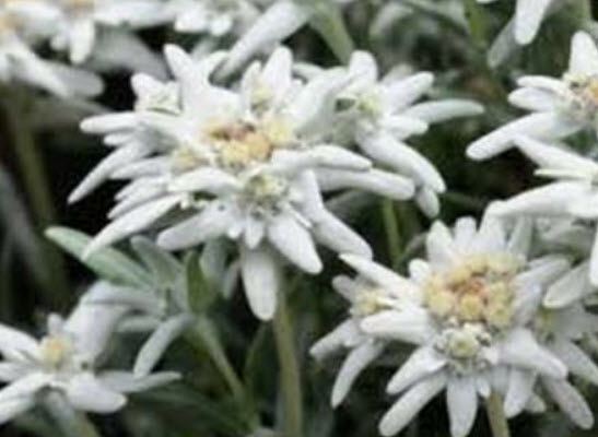 เอเดลไวส์ (Edelweiss) / 100 เม็ด (USA)