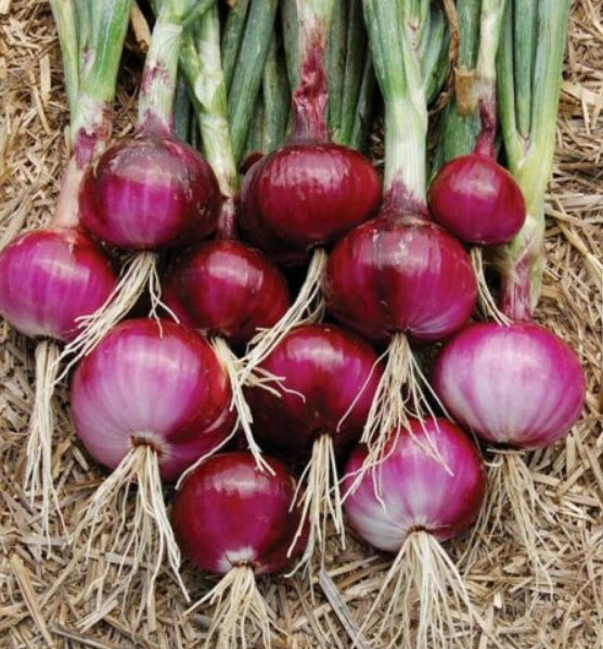 หอมแดง หัวใหญ่ / 100 เม็ด (S087)