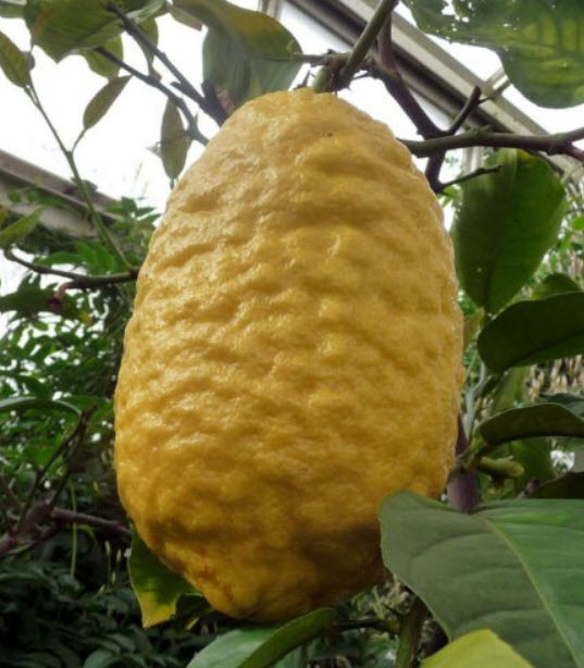 มะนาวอิทร็อก (Etrog / Citrus medica) / 5 เม็ด (Israel)