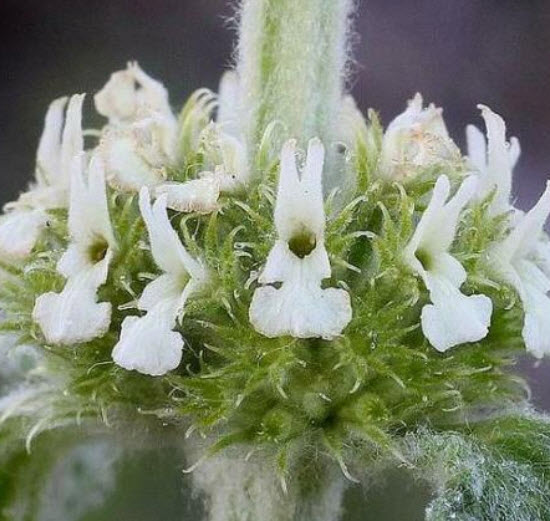 ฮอร์ฮาวด์ขาว (White Horehound) / 100 เม็ด (Portugal)