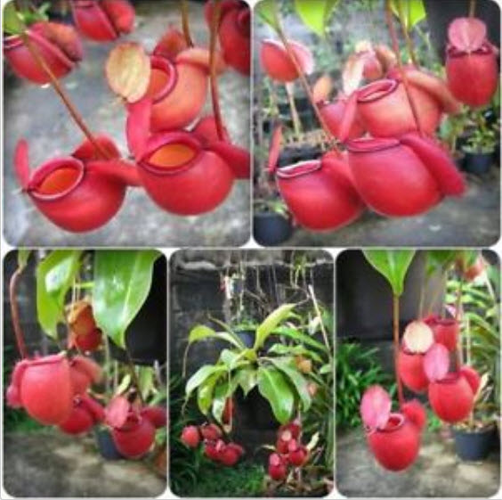 หม้อข้าวฯ แอปเปิ้ล (Apple Nepenthes) / 50 เม็ด (หายาก)