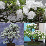 กุหลาบพันปี (Azalea) ขาว / 100 เม็ด (นอก)