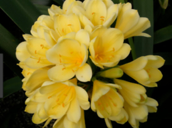 คลีเวีย (Clivia) เหลือง / 5 เม็ด