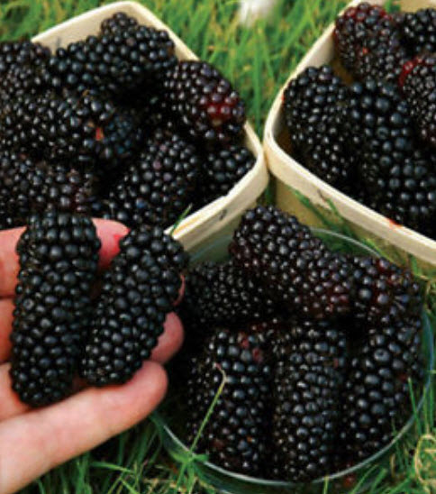 แบล๊คเบอรี่ยักษ์ (Jumbo Blackberry) / 100 เม็ด (นอก)