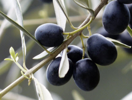 มะกอกแคนิโน (Canino Olive) หรือมะกอกดำ / 5 เม็ด (USA)