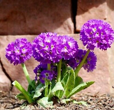 พริมโรส ดรัมสติ๊ค (Primrose Drumstick) คละ / 300 เม็ด (Poland)