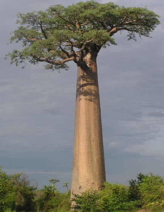 ต้นเบาบับ มาดากัสก้า (Baobab Tree) สูง 20-40 ซ.ม.