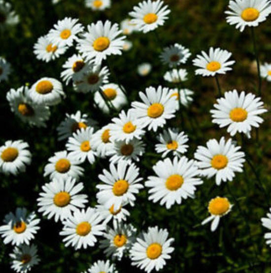เดซี่ แชสต้า (Shasta Daisy) สีขาว / 2,000 เม็ด