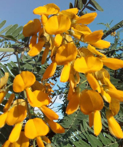 โสนดอกใหญ่ Sesbania กินได้ / 100 เม็ด