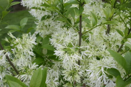 ฟริงก์ หรือไวท์ ฟริงก์ (Fringe tree) / 5 เม็ด (USA) หายากมาก