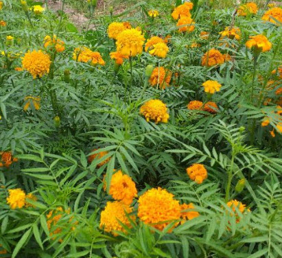 ดาวเรืองพันธุ์พื้นบ้าน ดอกสีส้ม กลีบดอกซ้อน ดอกดก / 100 เม็ด