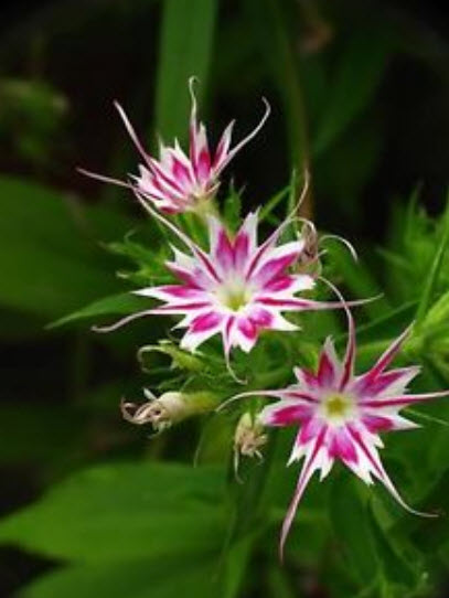 ฟลอกซ์ดาว (Phlox Twinkle Star) คละ / 600 เม็ด (UK)