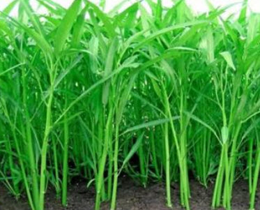 ผักบุ้งจีน ไผ่มรกต (Chinese Morning Glory) / 400 เม็ด