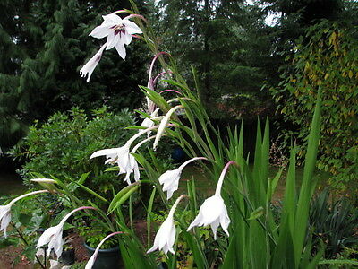 กล้วยไม้ผักตบชวา (Peacock Orchid) / 20 เม็ด (China)