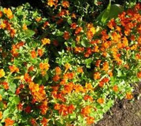 มิมิวลัส หรือ ไทเกอร์ มังกี้ (Mimulus / Tiger Monkey) สีส้ม / 100 เม็ด (USA)