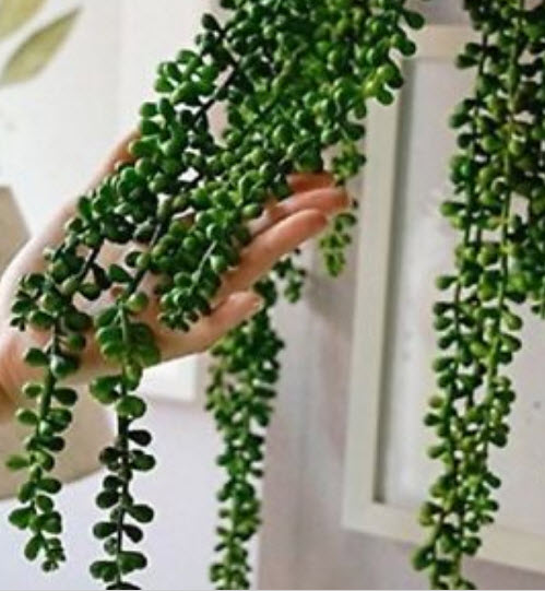 เพิร์ล คลอโรไฟทัม (Pearl Chlorophytum) สีเขียวเข้ม / 100 เม็ด