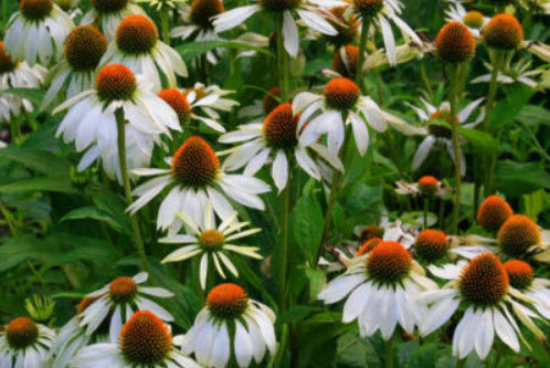 เอ็กไคนาเซีย-ไวท์ สวอน (Echinacea - White Swan) ขาว / 280 เม็ด (UK)