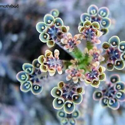 จอนควิลญี่ปุ่น (Japan Jonquil ) / 100 เม็ด