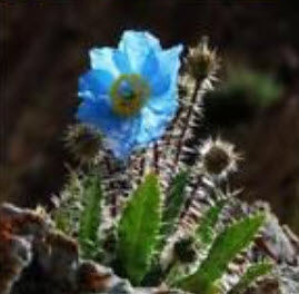ป๊อบปี้ หิมาลายัน (Himalayan Poppy) สีฟ้า / 50 เม็ด
