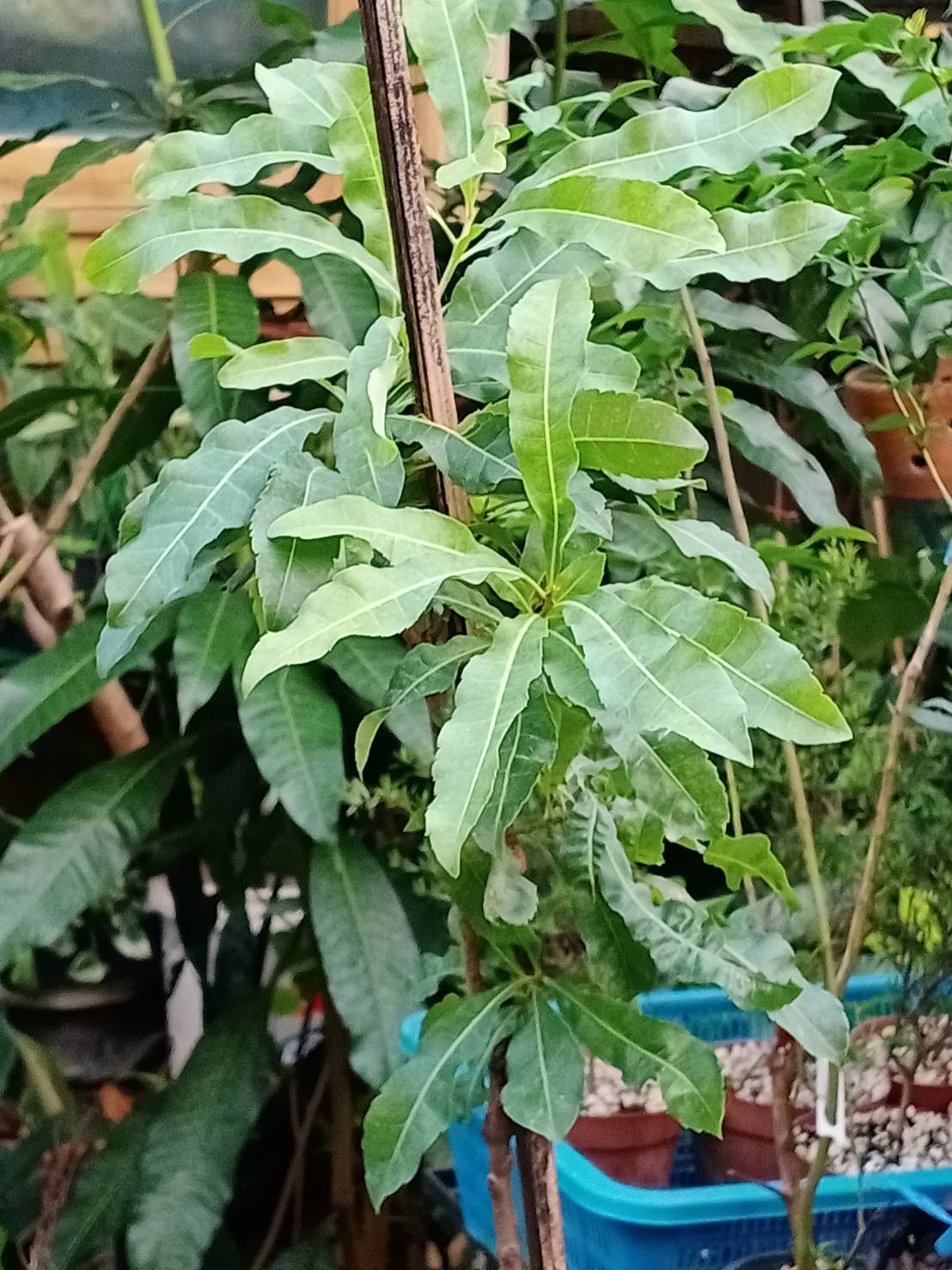 ต้นหยางเหมย/เอี่ยบ๊วย/เบย์เบอรี่แดง/ยัมเบอรี่ สูง 50-70 ซ.ม. (China)