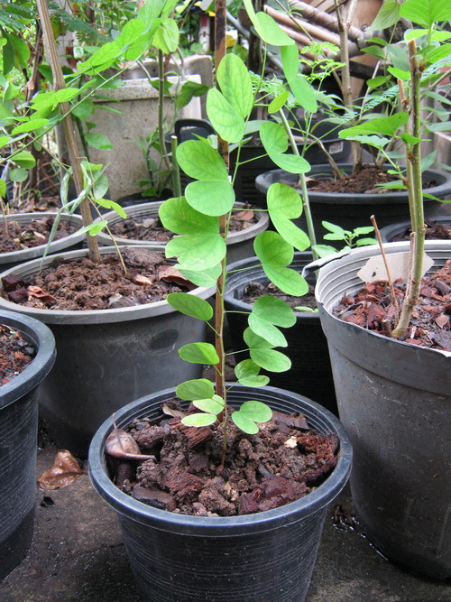 ต้นพญากาหลง กระถาง สูง 40-50 ซ.ม. / ต้น