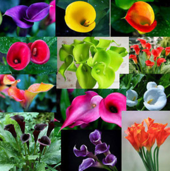 คาลล่า ลิลี่ (Calla Lily) บอนไซ คละ / 100 เม็ด (นอก)
