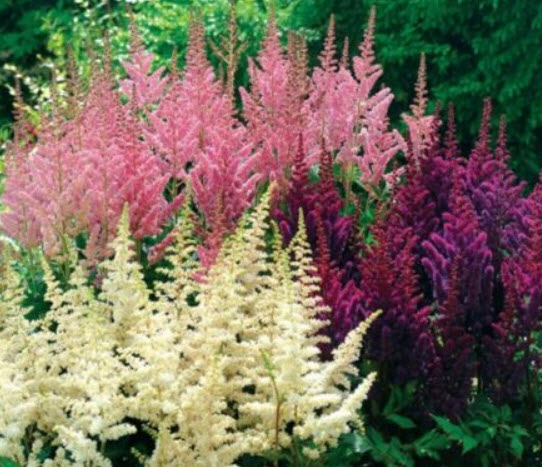 อัสดง (Astilbe) คละสี+สายพันธุ์ / 100 เม็ด (นอก)