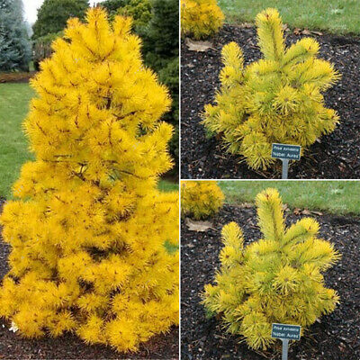 สนเหลืองโคโลราโด (Colorado yellow pine) / 25 เม็ด